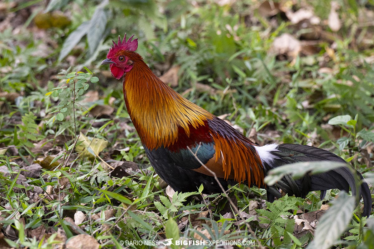 Bird watching and rhino photography tour in Kaziranga National Park, India.