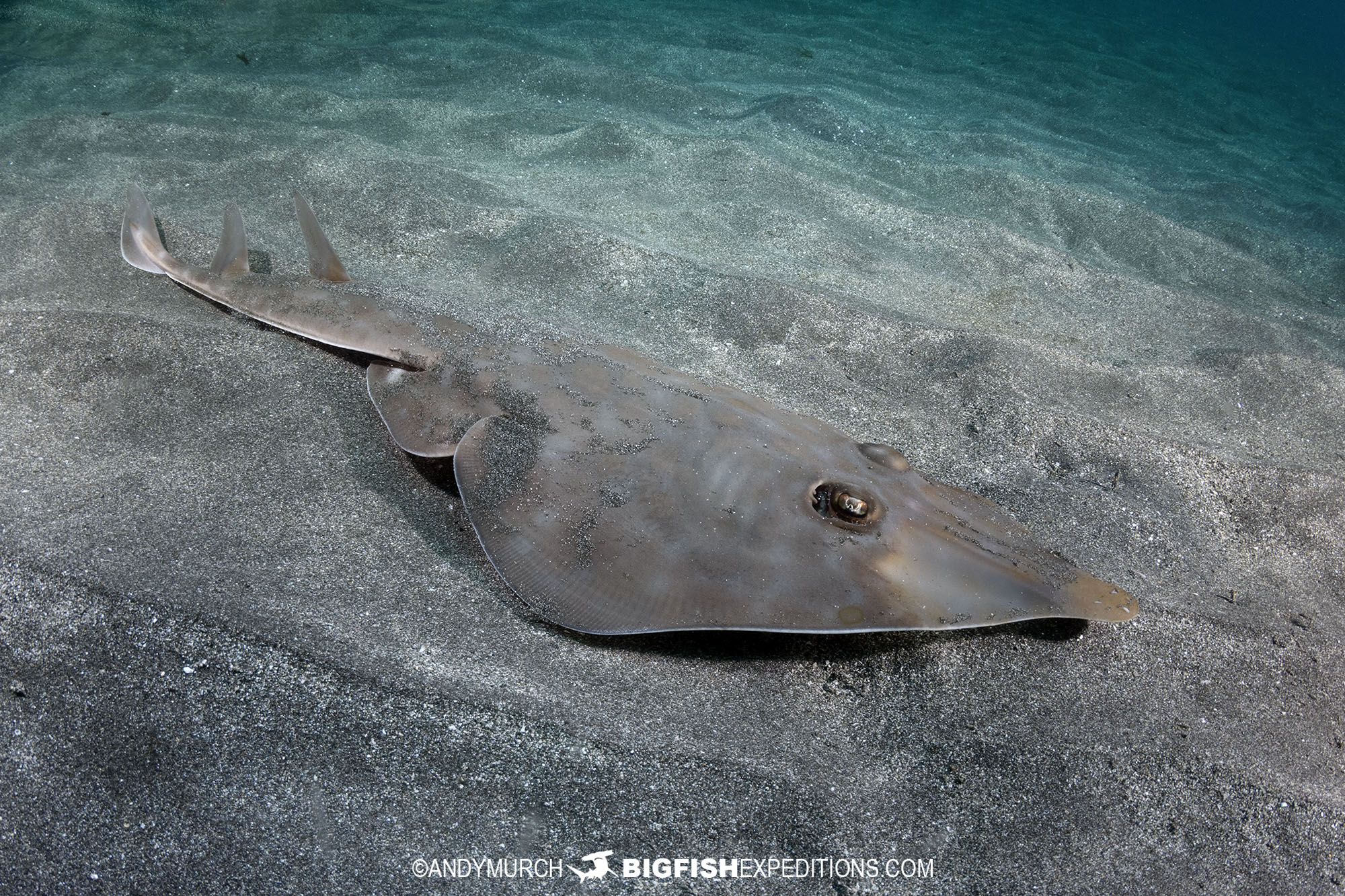 Bottlenose Guitarfish dive in Honshu, Japan.