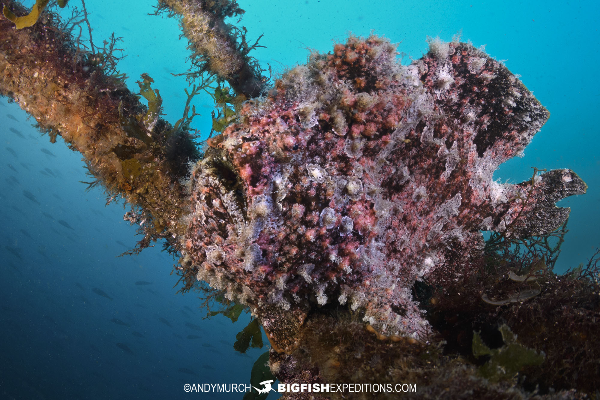 Giant frogfish diving in Japan.