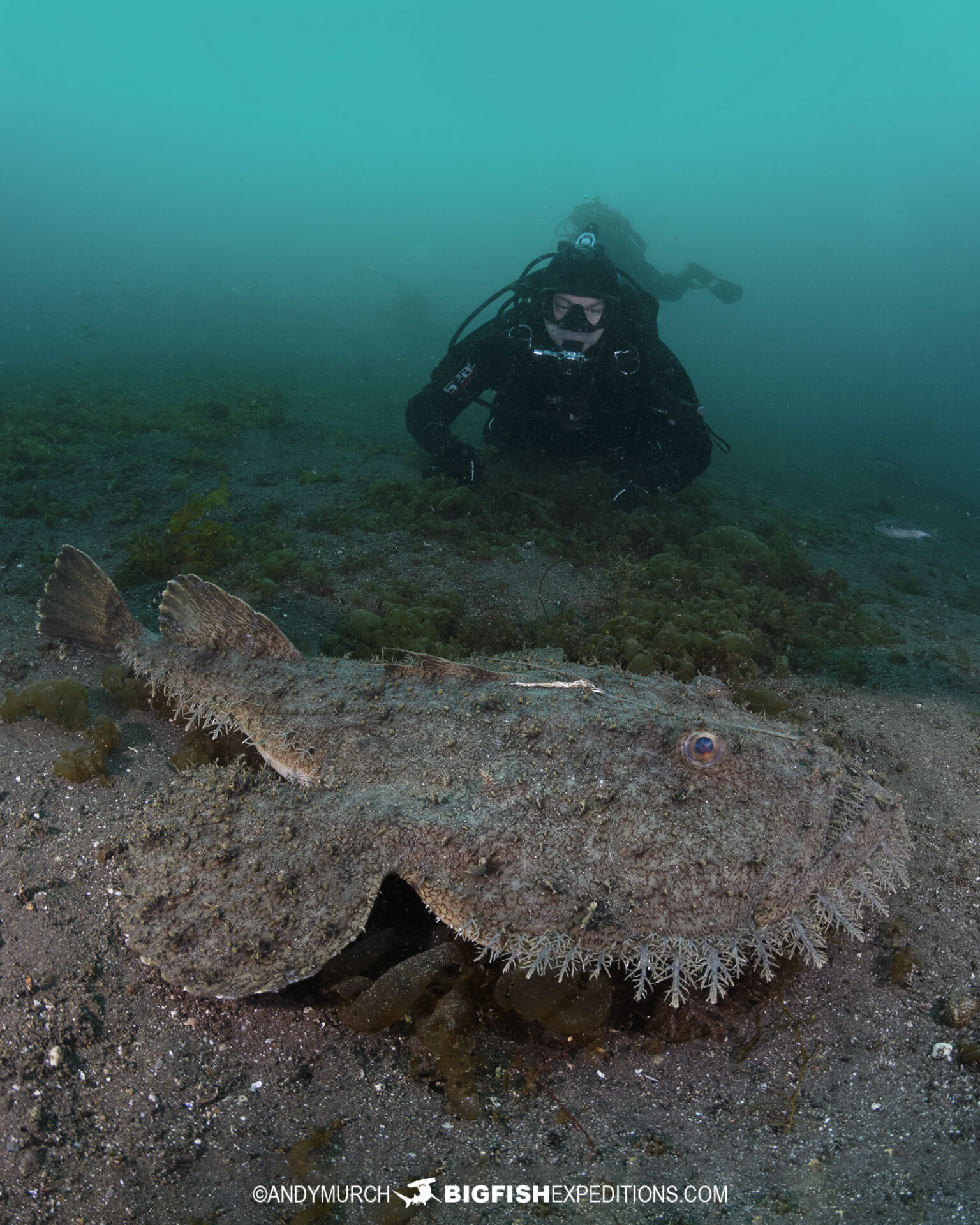 Monkfish diving in Japan.