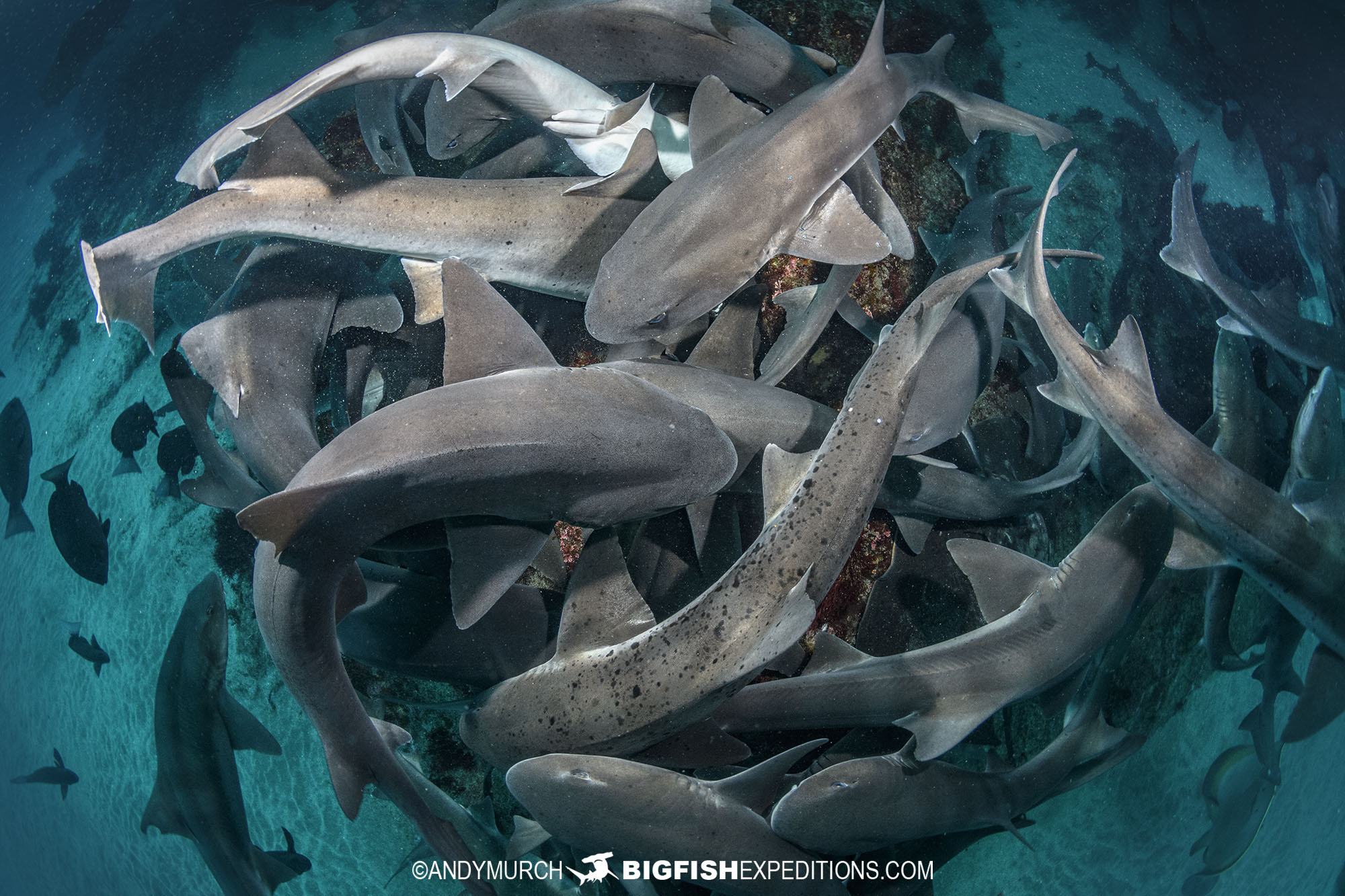 Diving with sharks and rays in Japan on our Japanese shark diving safari.