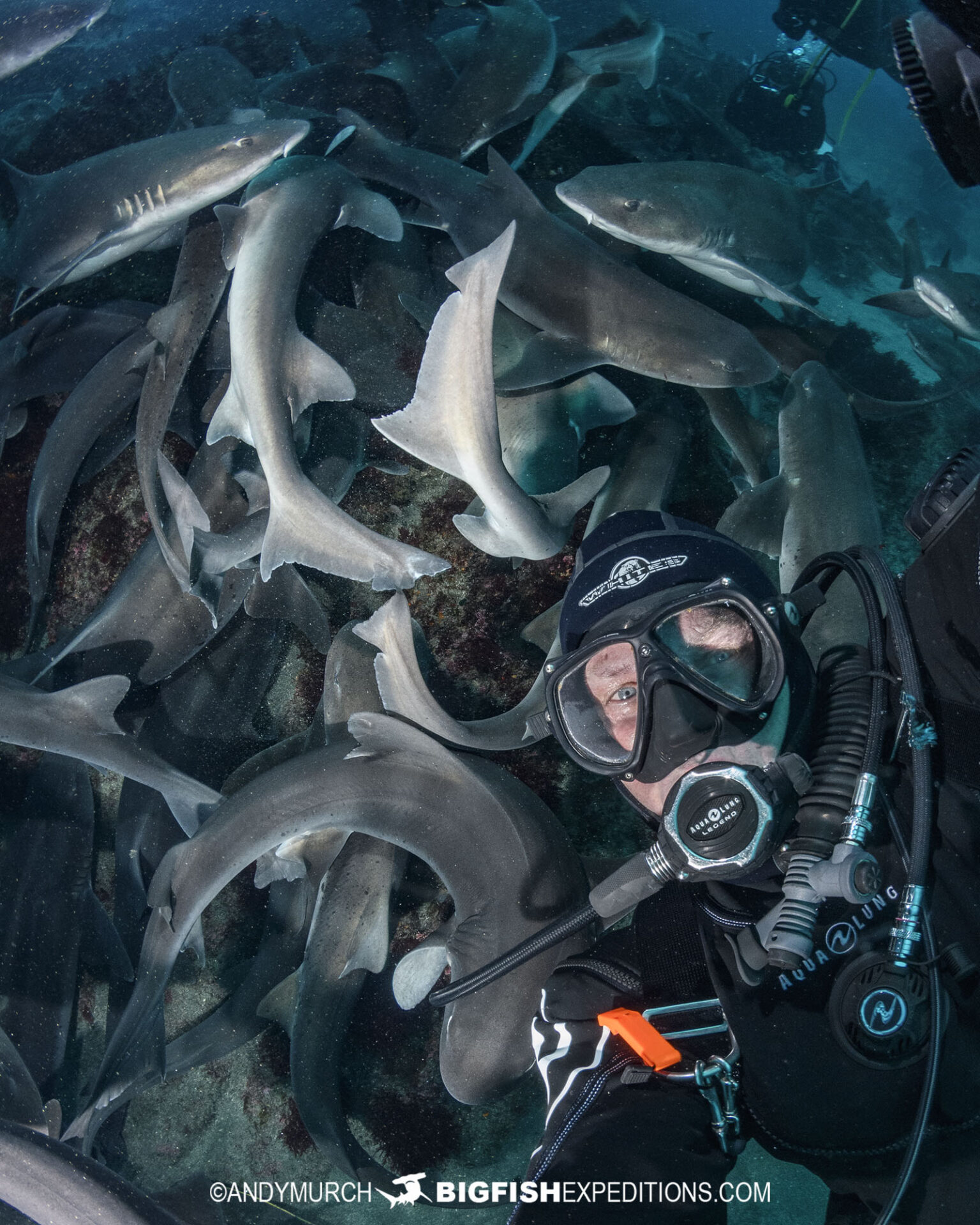 Diving with sharks and rays in Japan on our Japanese shark diving safari.