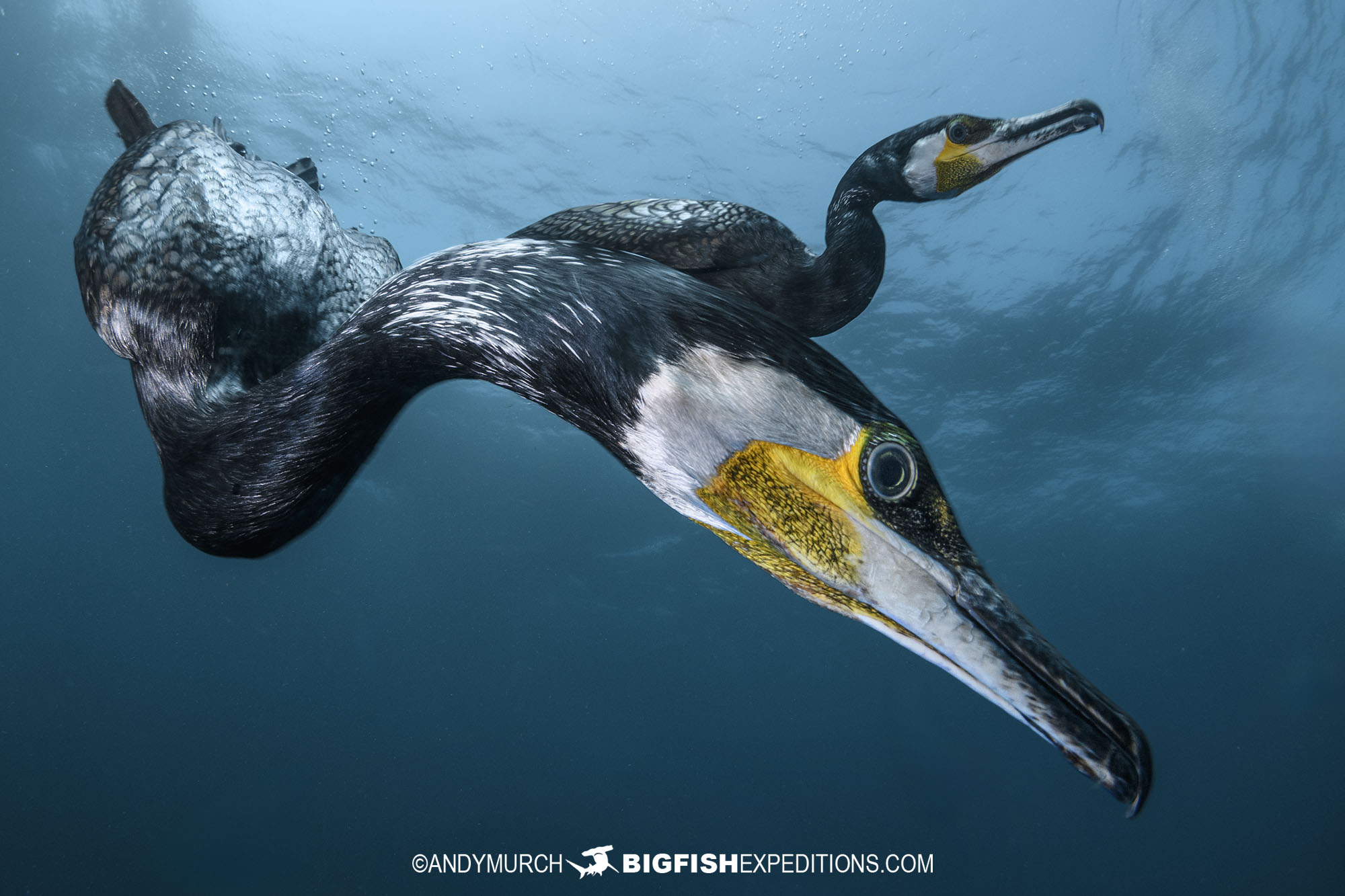 Japanese cormorants underwater on our Japanese shark diving safari.