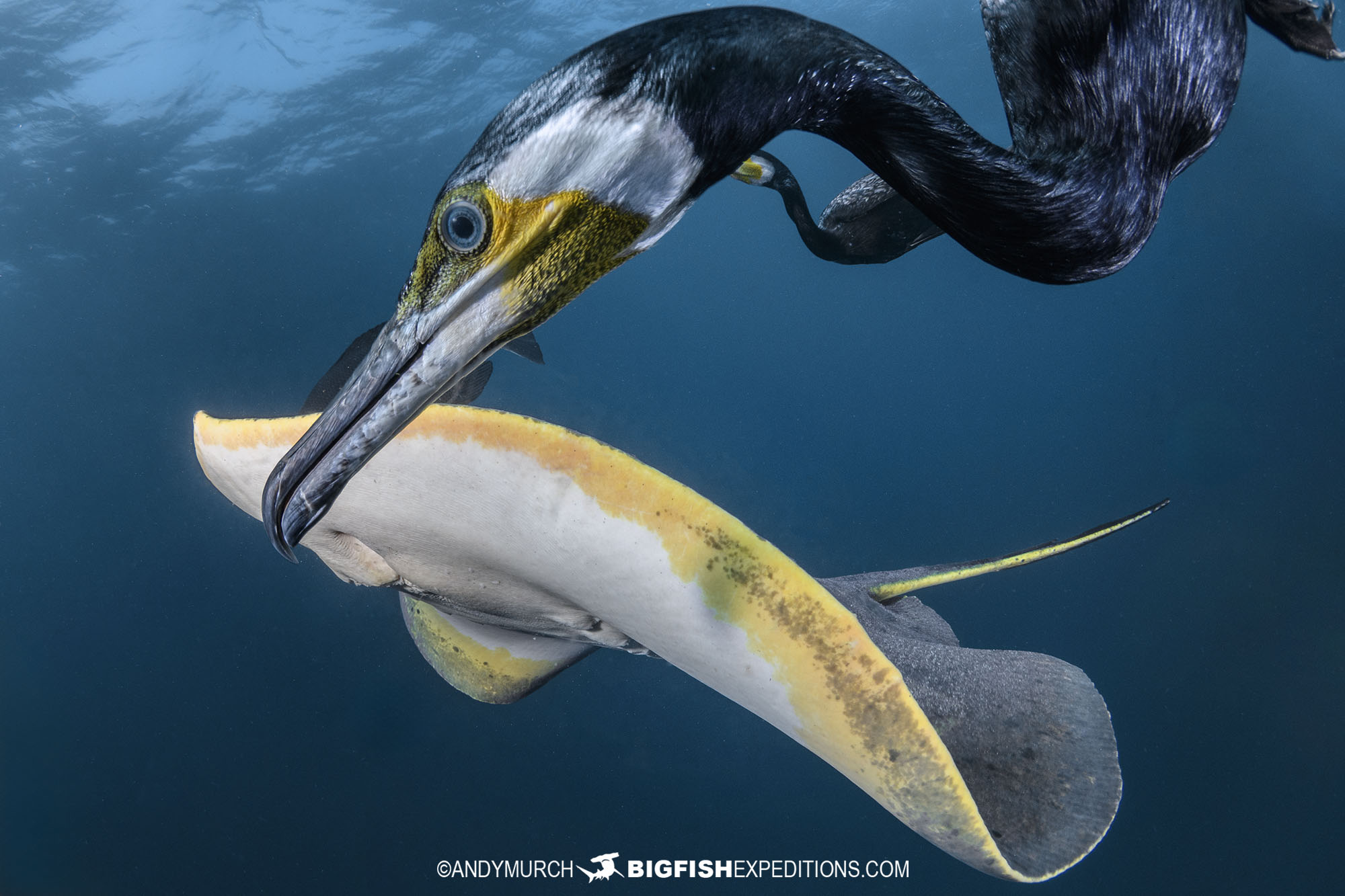 Japanese cormorants underwater on our Japanese shark diving safari.