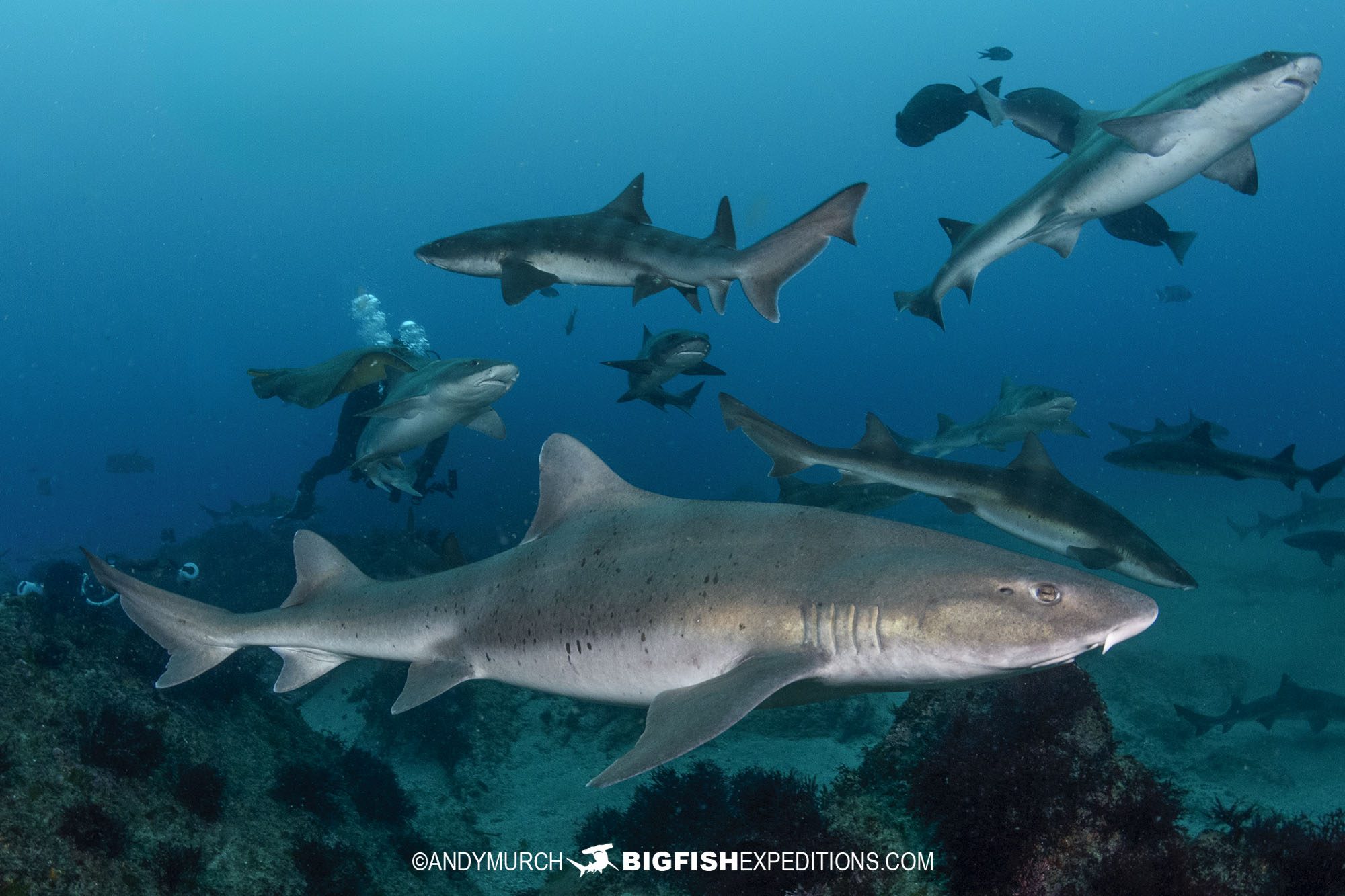 Diving with sharks and rays in Japan on our Japanese shark diving safari.