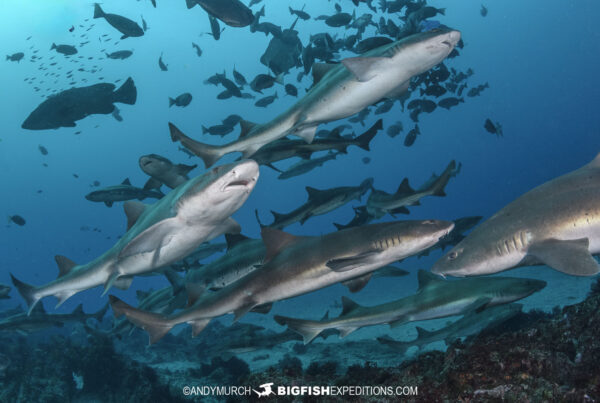 Shark diving in Japan.