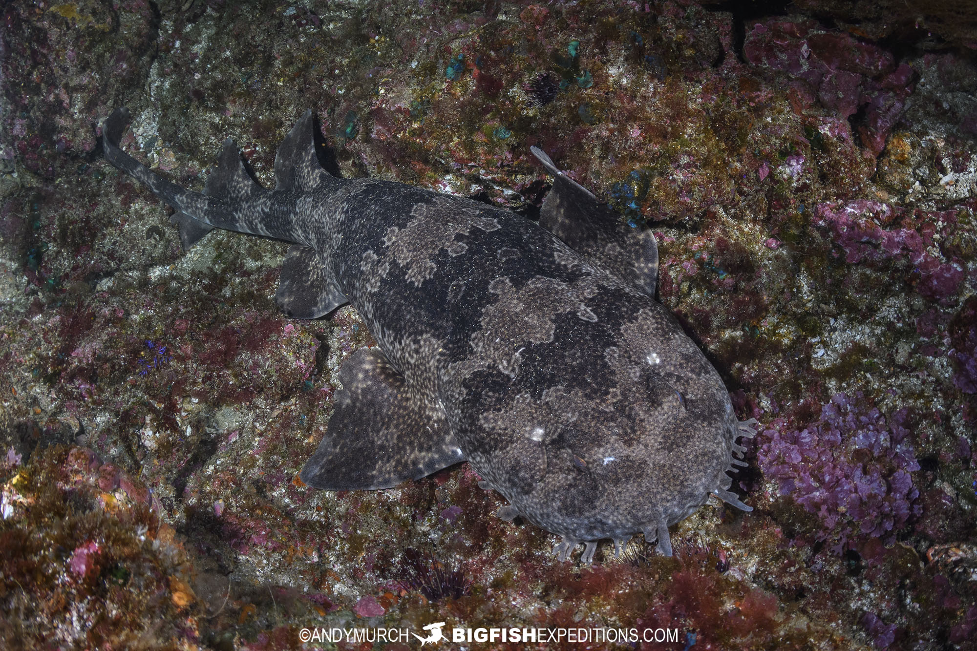 Diving with Japanese Wobbegong Sharks at Mikomoto Island in Honsu, Japan.