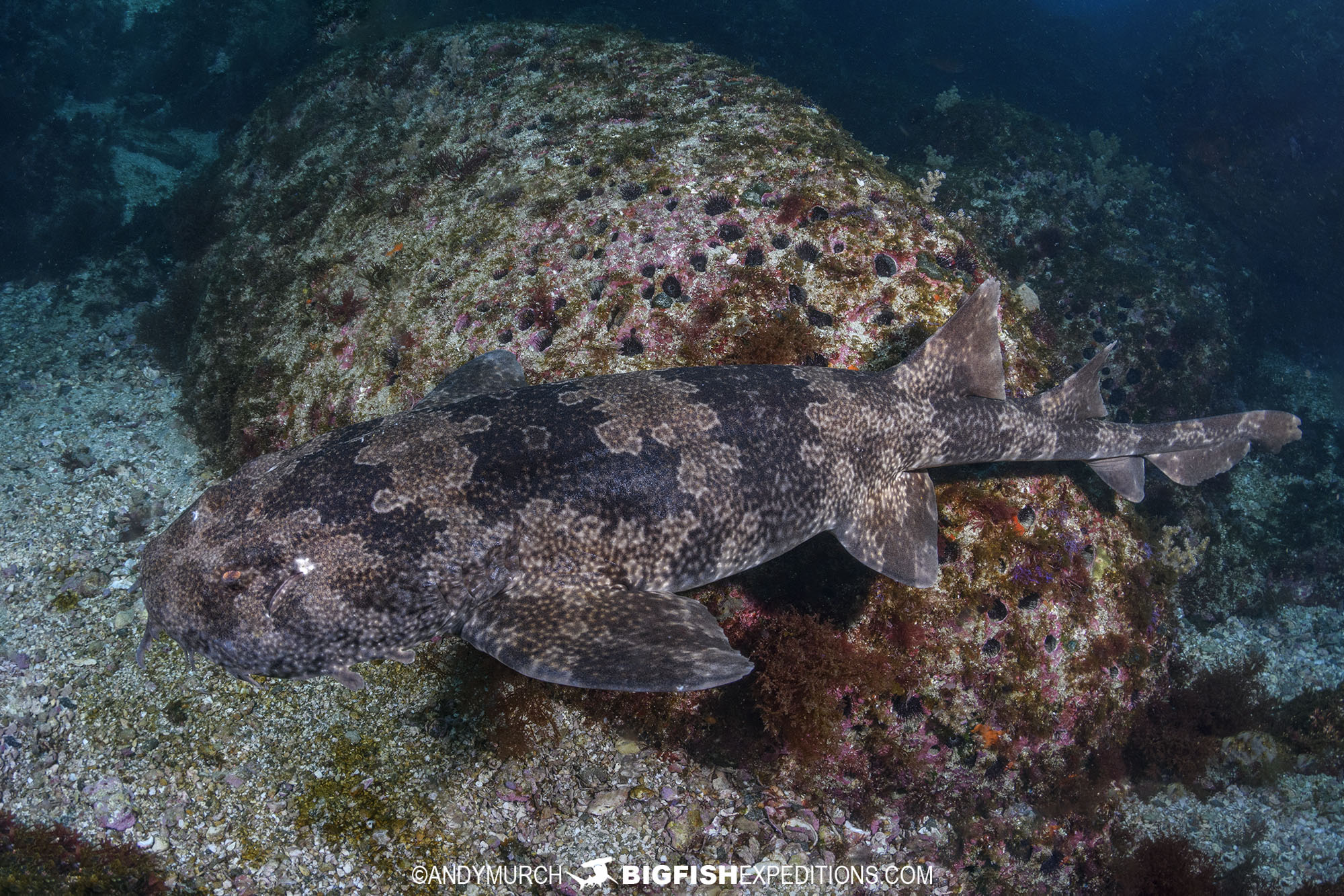 Diving with Japanese Wobbegong Sharks at Mikomoto Island in Honsu, Japan.
