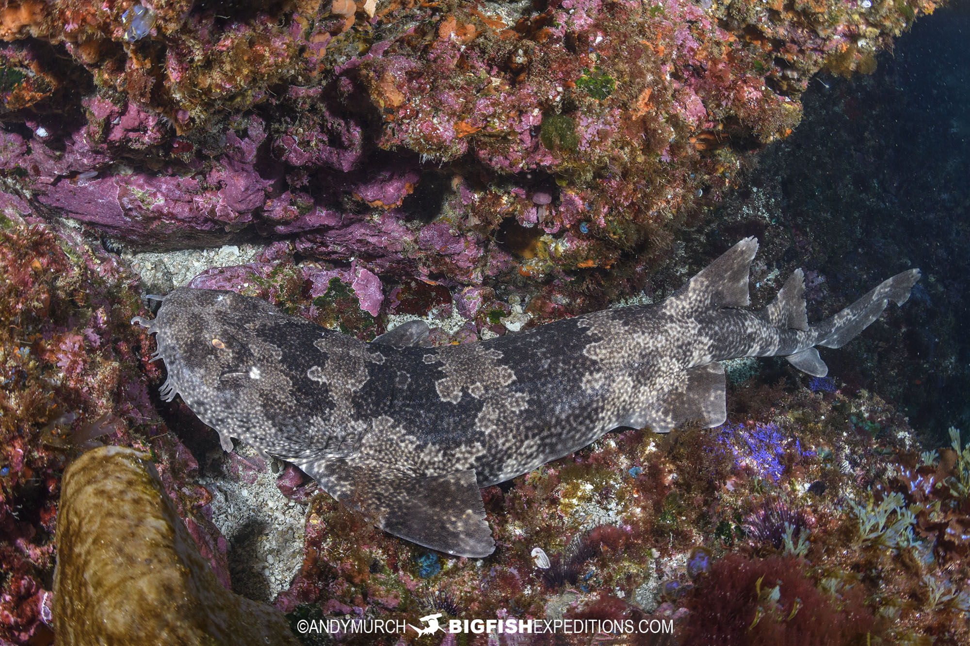 Diving with Japanese Wobbegong Sharks at Mikomoto Island in Honsu, Japan.