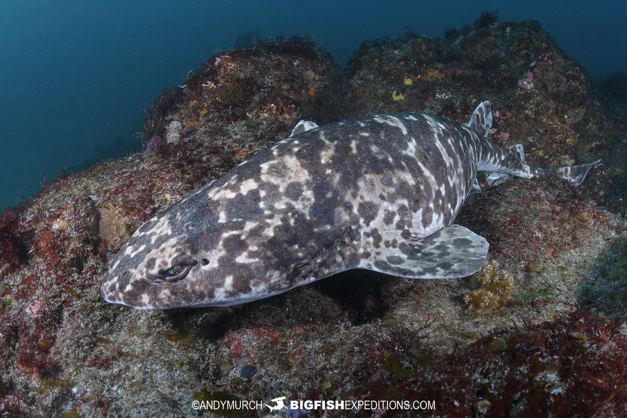 Blotchy swellshark on a shark diving tour in Japan.
