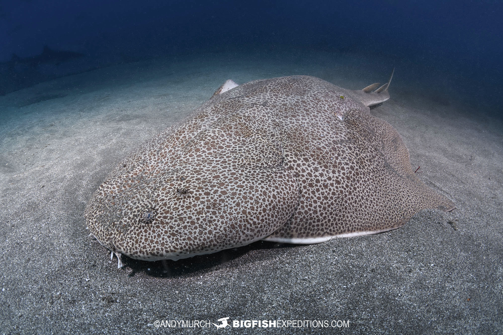 Japanese Angelshark dive in Honshu, Japan.