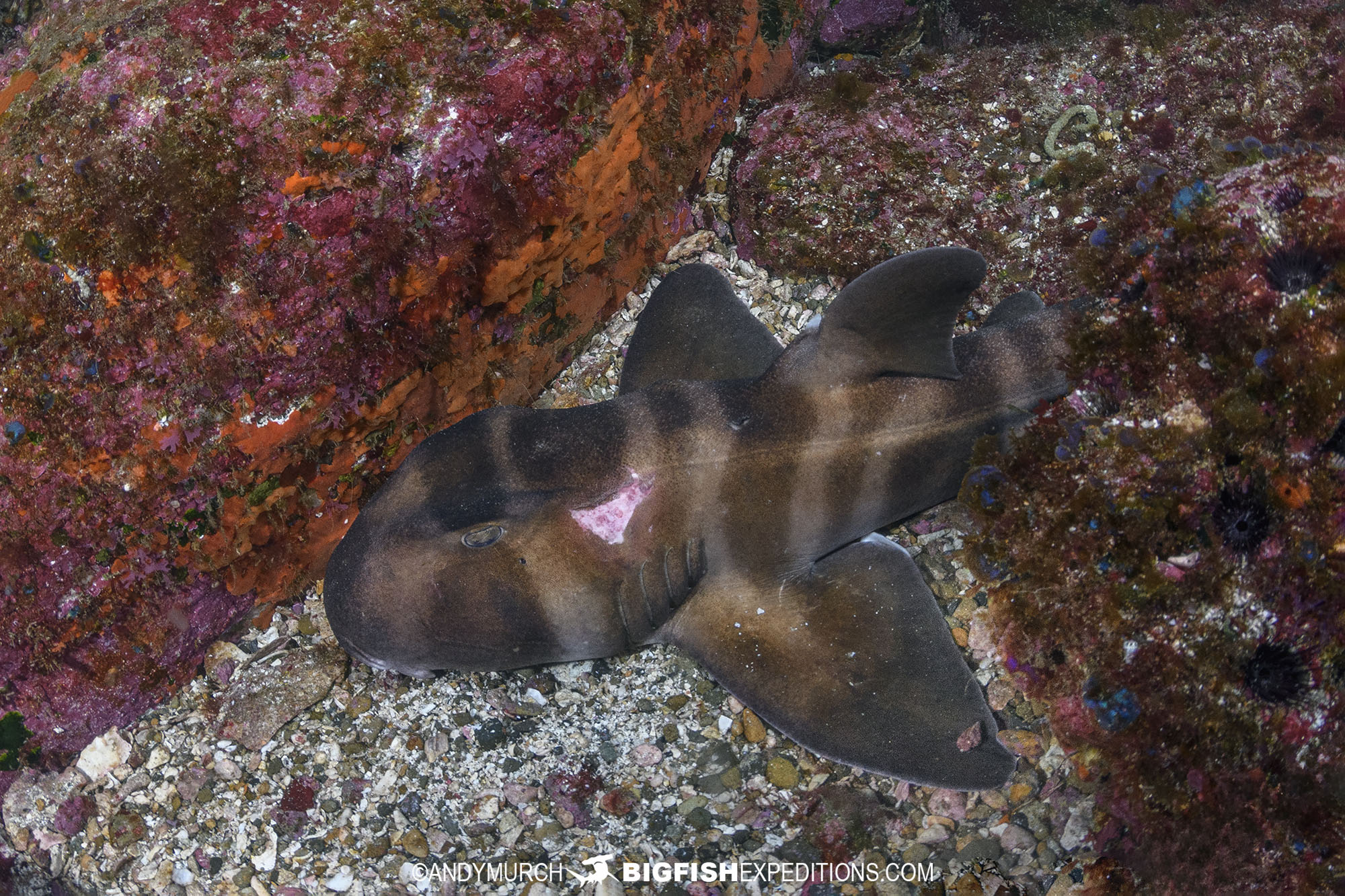 Diving with Japanese Hornsharks.