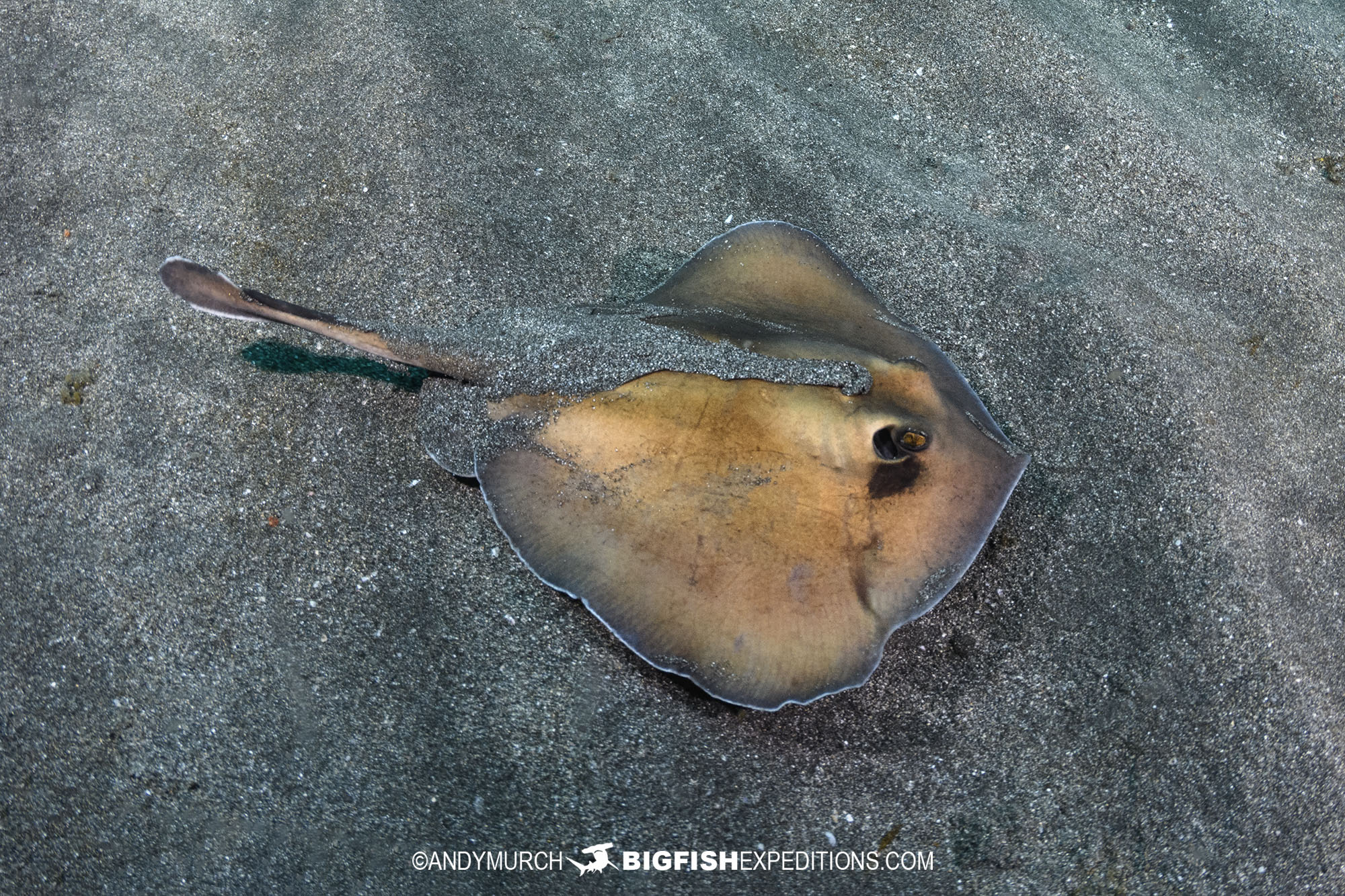 Oriental stingaree or sepia stingray. Shark diving in Japan.
