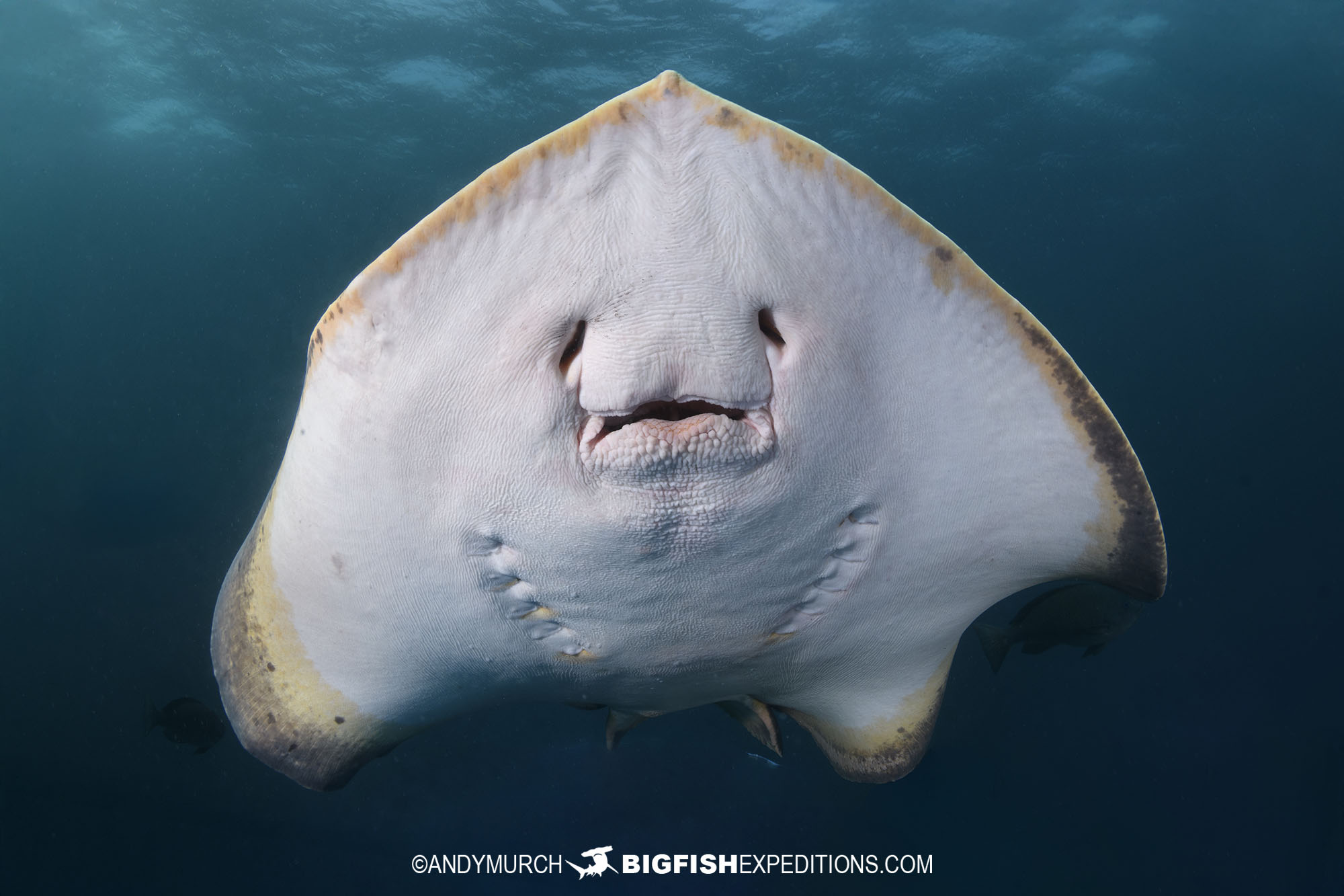Red Stingray belly shot on our Japan Shark Diving Safari.