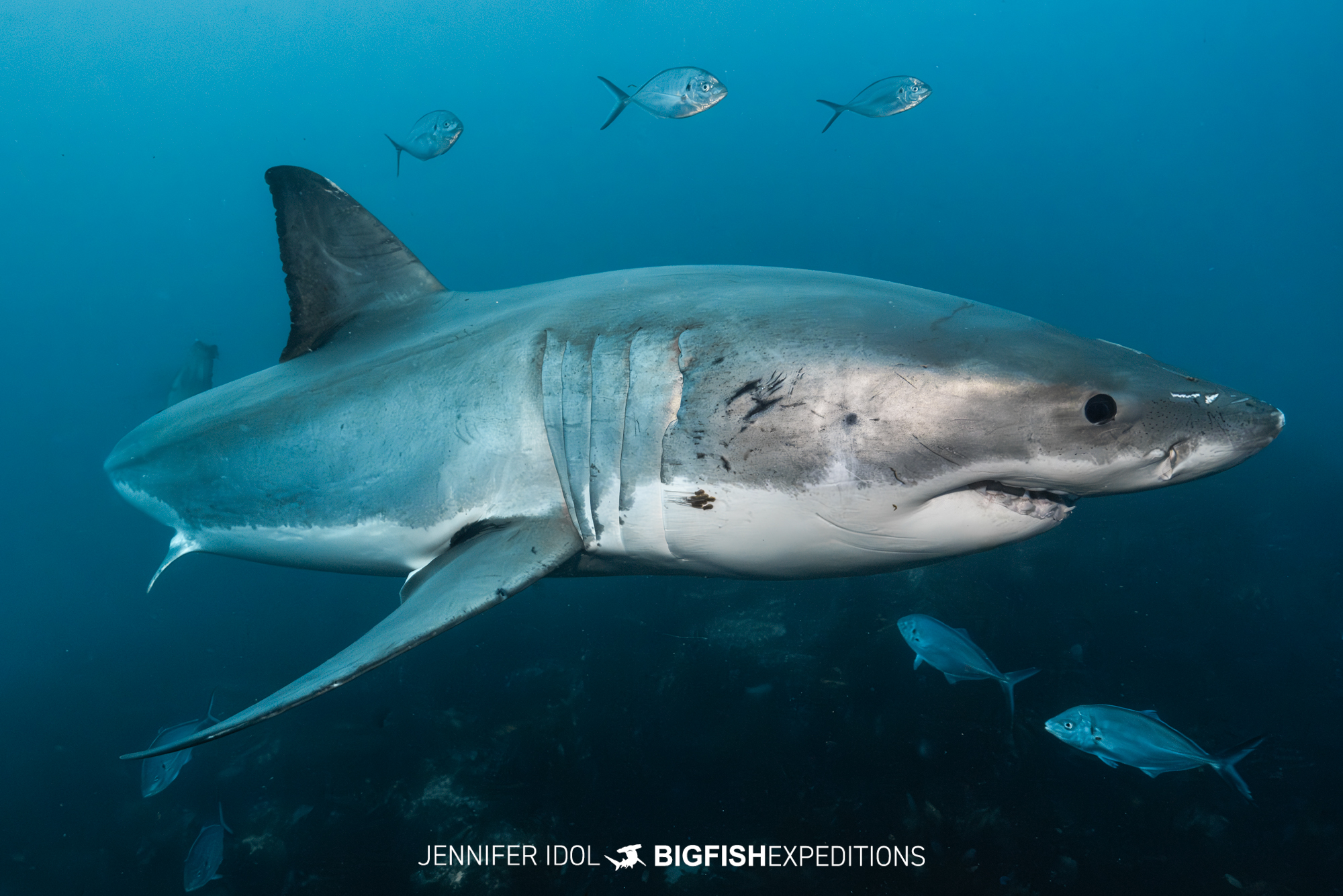 Great WHite Shark cage diving