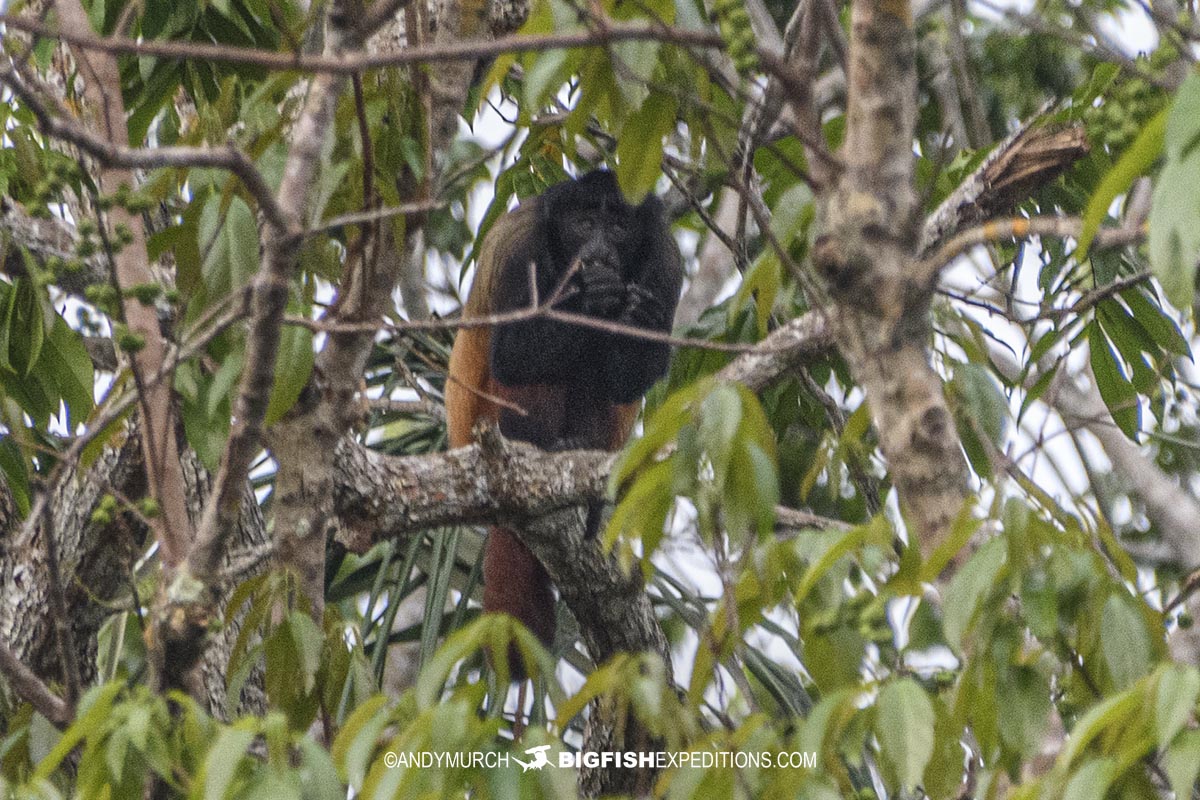 Golde backed Uakari in the Rio Negro, Brazil.