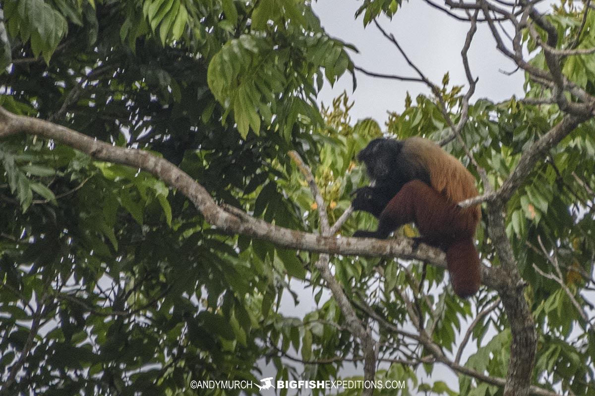 Golde backed Uakari in the Rio Negro, Brazil.
