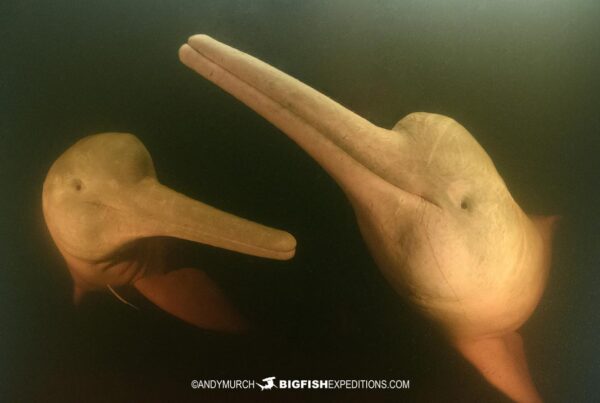 Snorkeling with Pink Dolphins in the Rio Negro, Brazil.