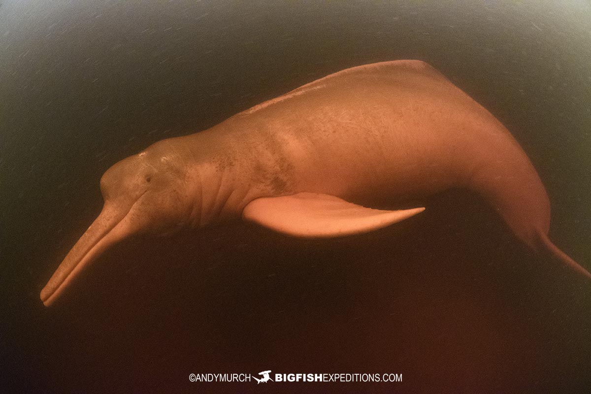 Pink Dolphin Snorkeling Tour in the Amazon.