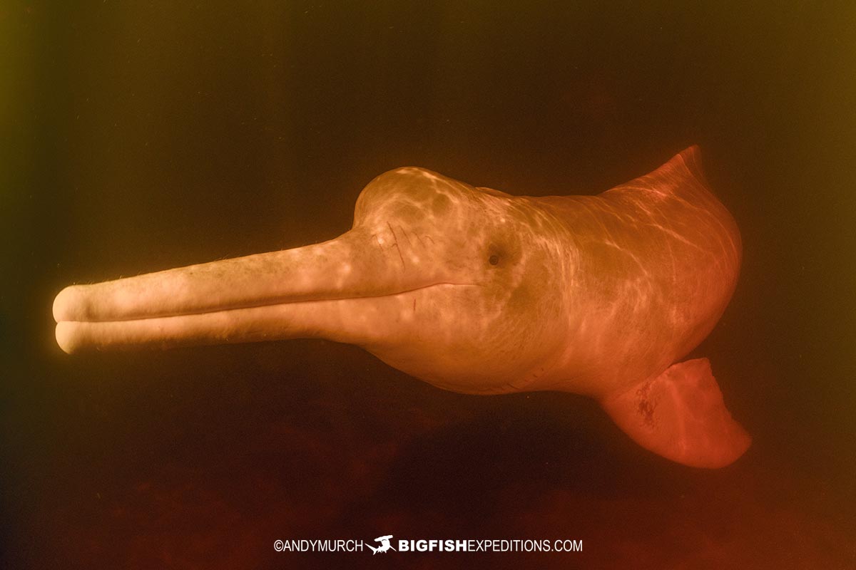 A friendly pink dolphin photographed during a snorkeling tour in the Amazon.