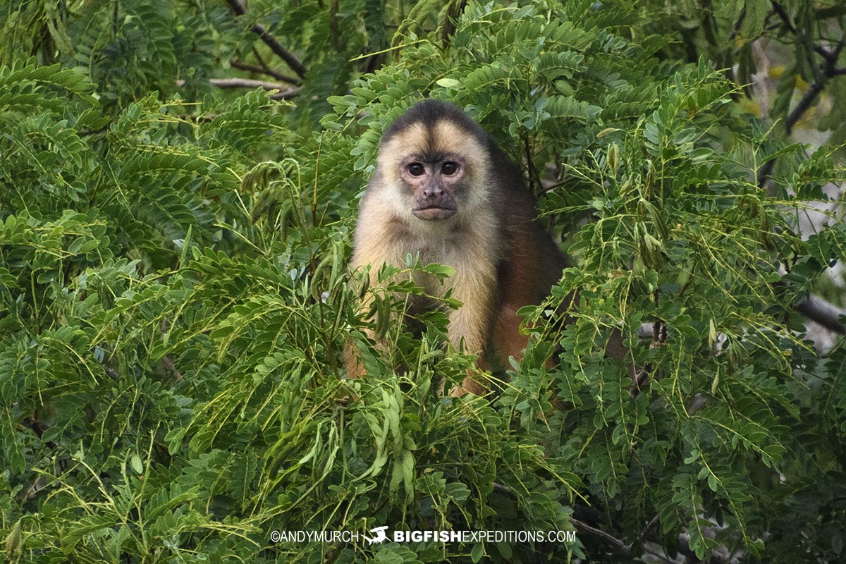 Capuchin Monkey in the Brazilian Amazon.