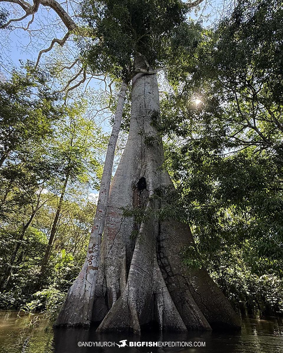 Flooded Amazon Forest Tour.