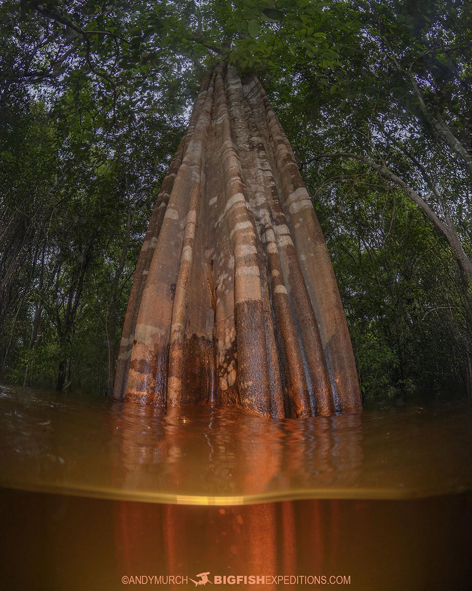 Flooded Amazonian forest Kapok Tree.