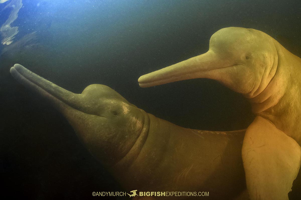 Swimming with friendly pink dolphins in the Amazon.