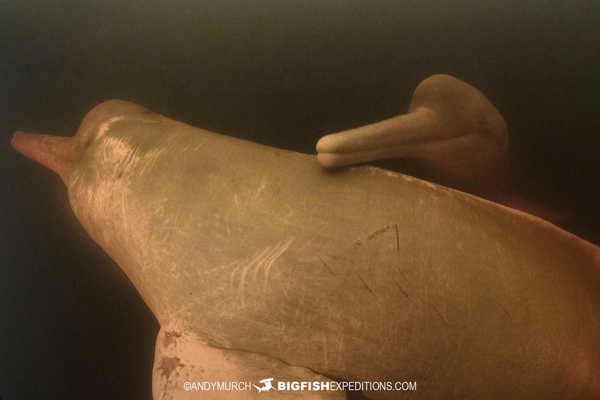 baby pink dolphin with moma dolphin in the Amazon.