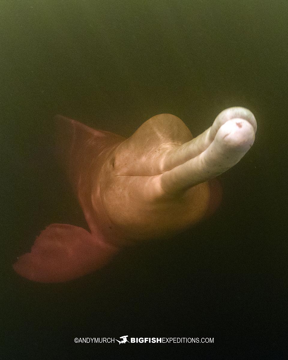 Swimming with friendly pink dolphins in the Amazon.