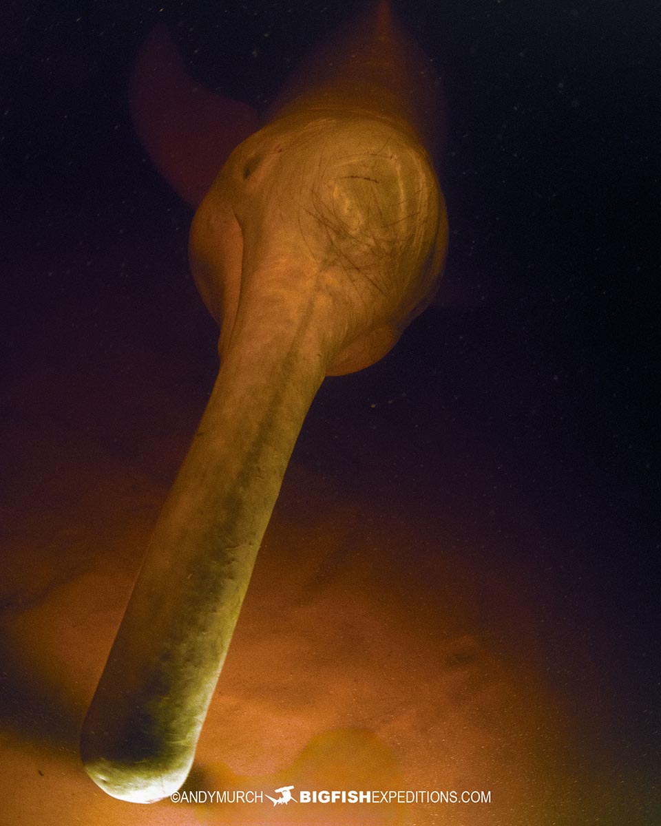 Pink Dolphin Tour in the Rio Negro.