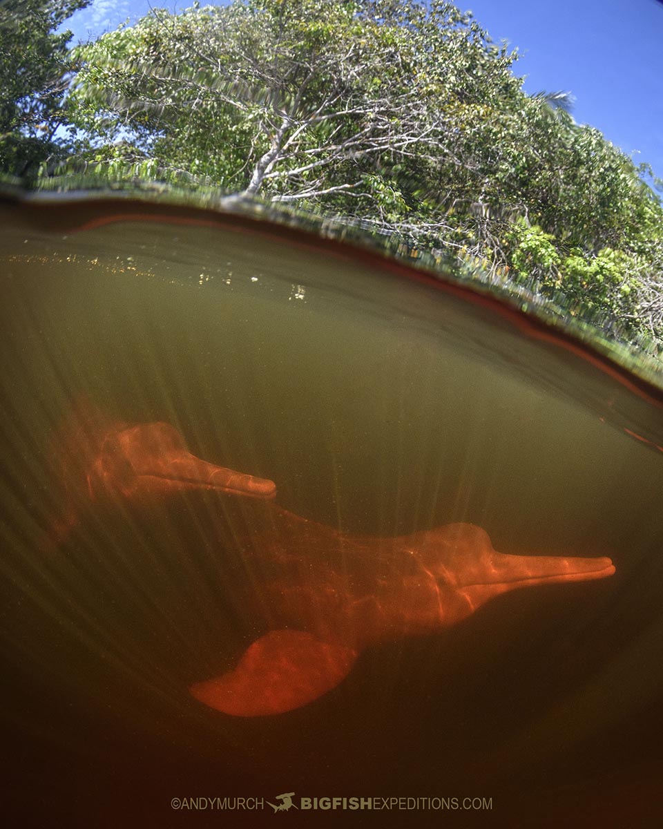 Pink dolphin snorkeling in the Rio Negro.