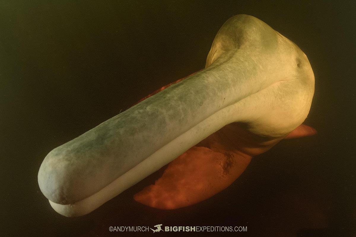 Snorkeling with Pink Dolphins in the Rio Negro in the Brazilian Amazon.