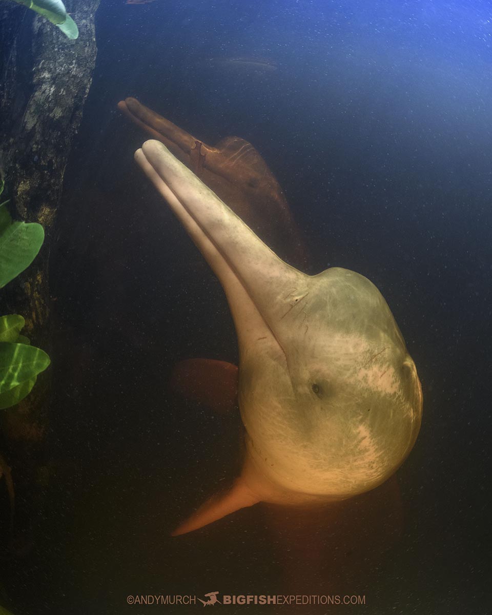 Snorkeling with Pink Dolphins in the Rio Negro in the Brazilian Amazon.