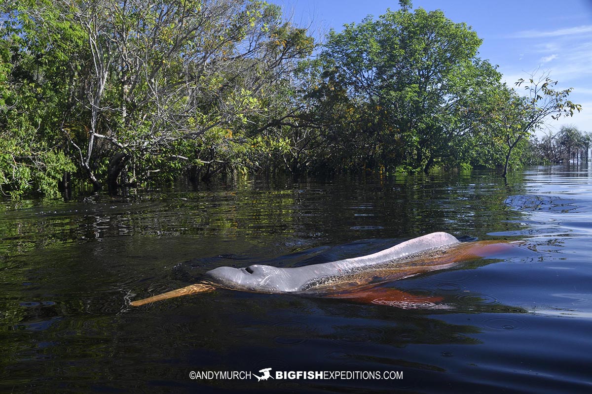 Pink River Dolphin in the flooded Amazon Jungle.