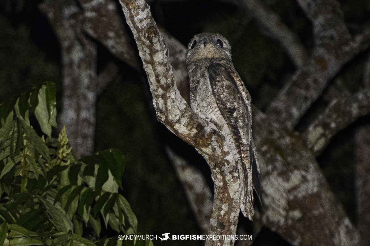 Potoo Bird in the Amazon.