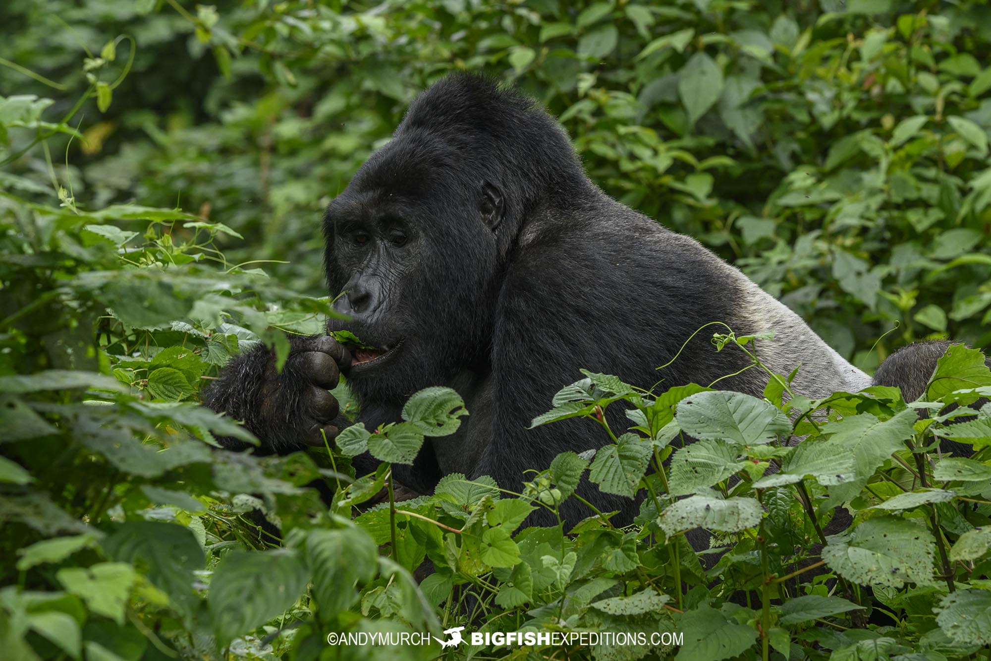 Silverback gorilla trekking in Bwindi Impenetrable Forest.
