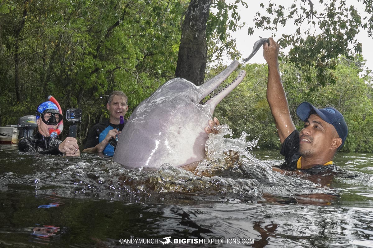 Snorkeling with Pink River Dolphins in the Amazon.