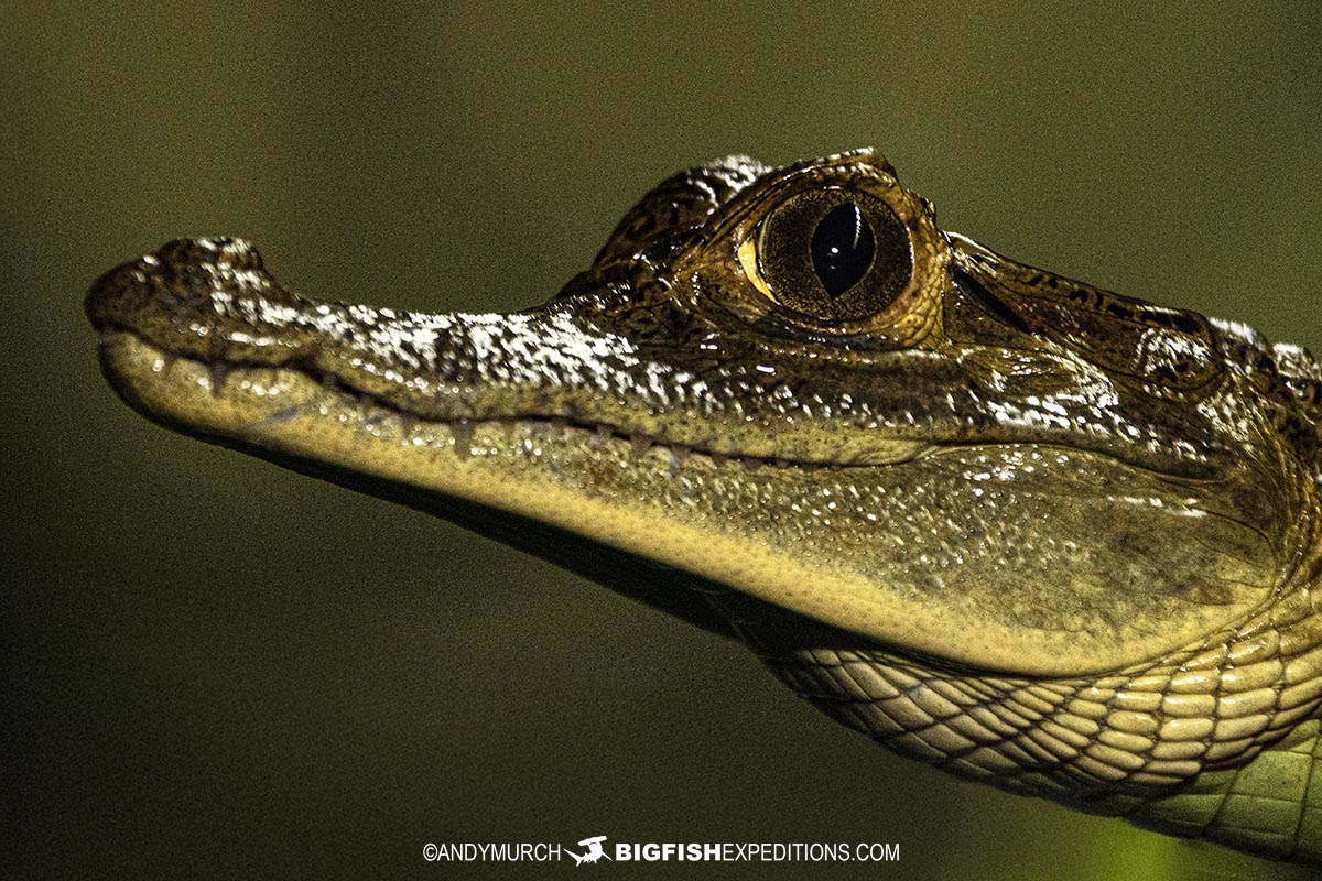 Spectacled Caiman in the Rio Negro, Brazil.