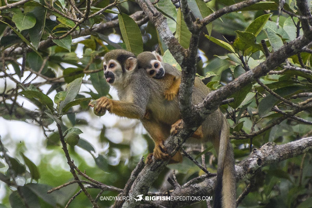 Squirrel Monkeys in the Rio Negro on our Pink Dolphin Snorkeling Tour.