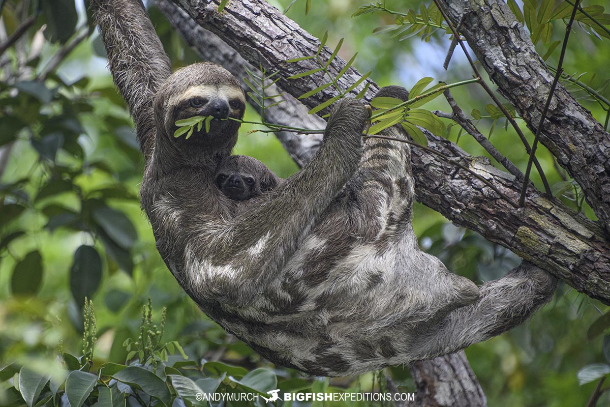 Three-toad sloth and baby in the Rio Negro, Brazil.