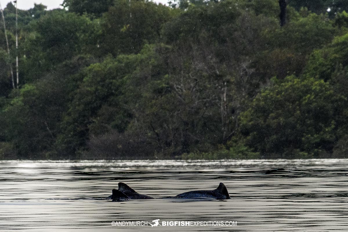 Tucuxi river dolphins in the Rio Negro.