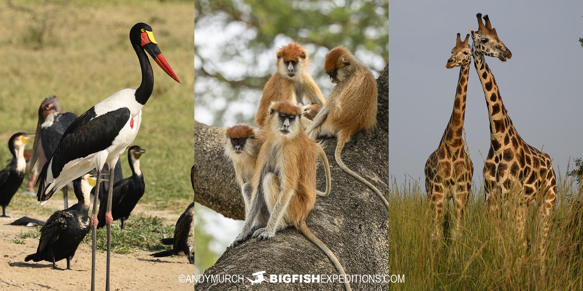 Uganda wildlife photography tour.