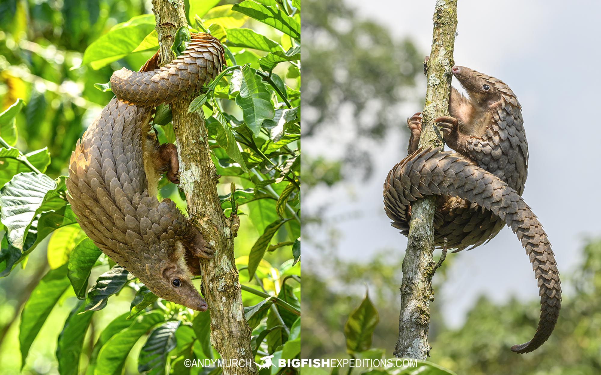 White bellied Pangolins in Bwindi, Uganda.