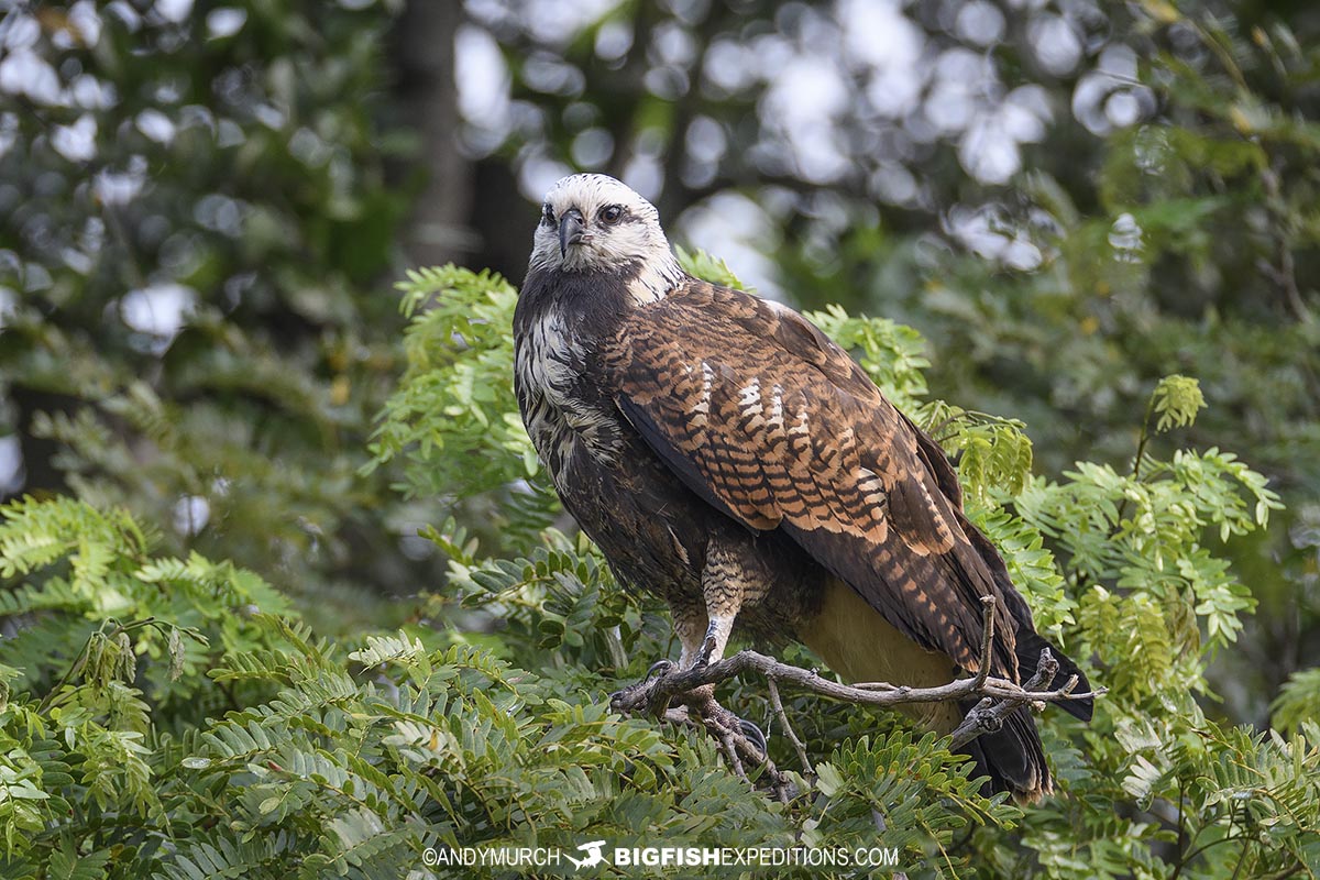 White collared hawk in Brazil.