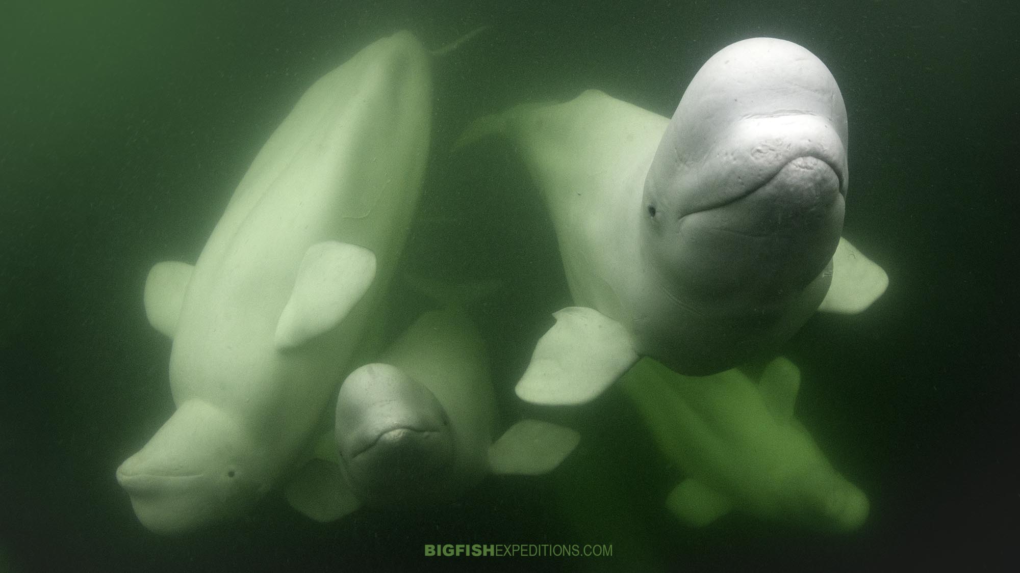 Snorkeling with Beluga Whales in the Churchill River in Canada.