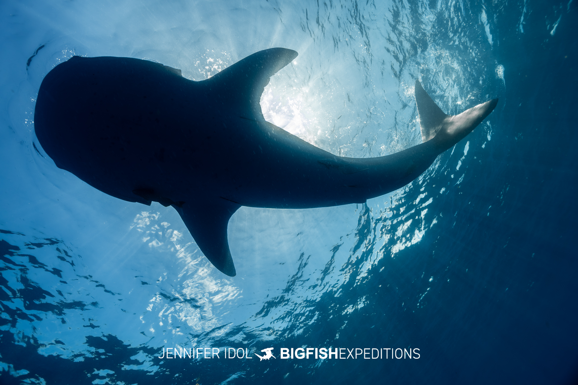 Silhouette of whale shark from below