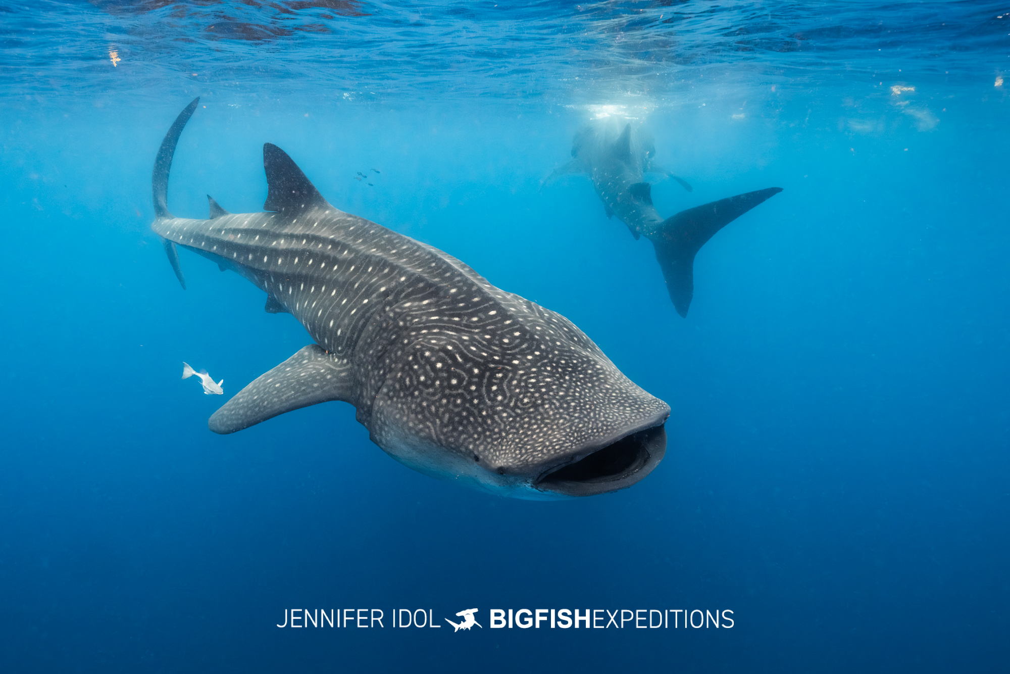Two whale sharks feeding near the surface in Isla Mujeres, Mexico.
