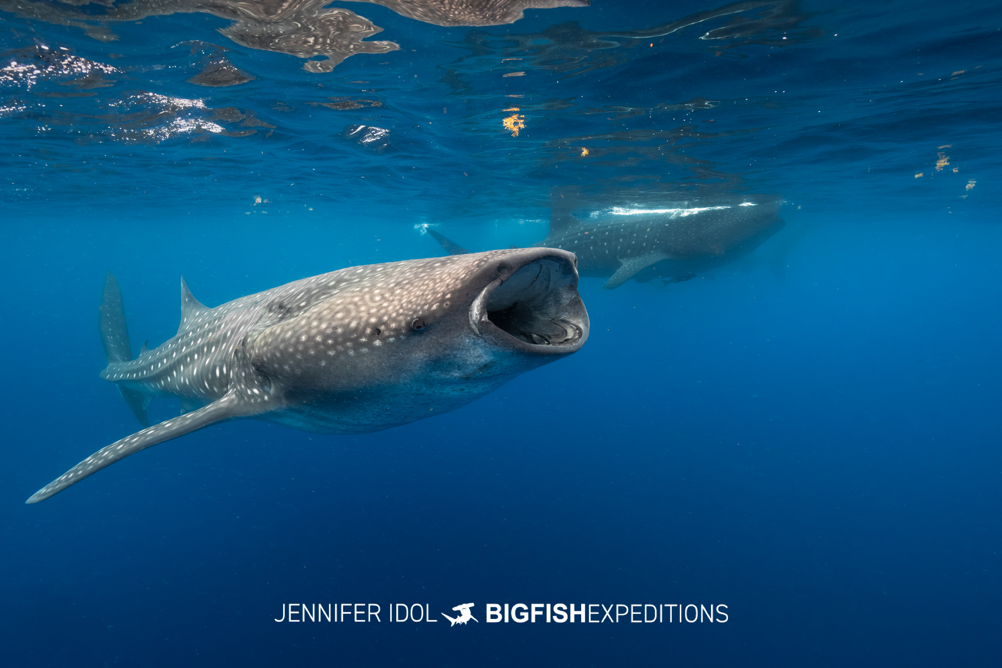 Two whale sharks feeding near the surface in Isla Mujeres, Mexico.