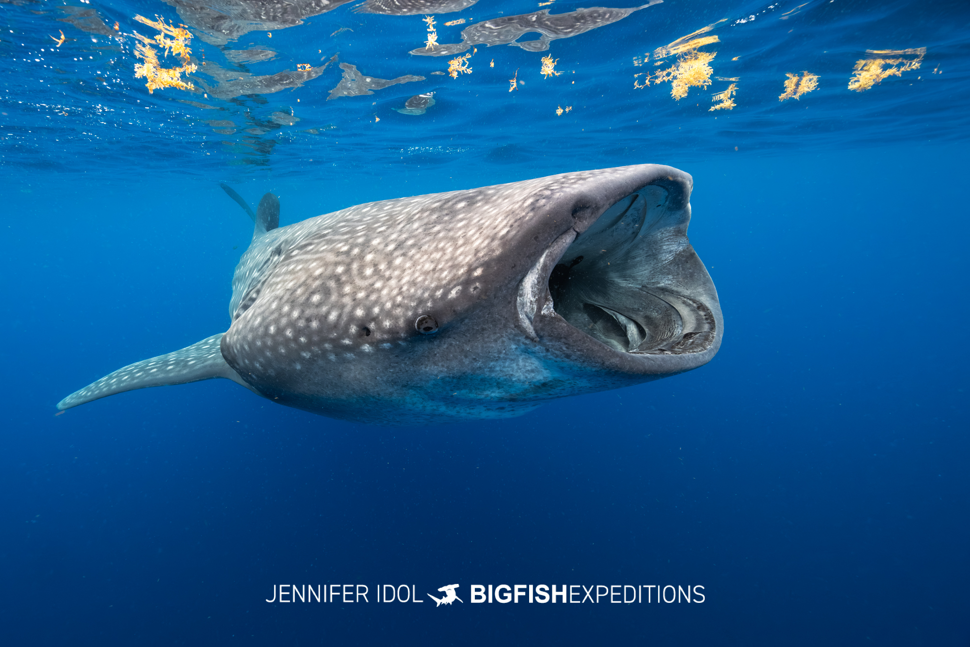 Whale shark feeding near floating sargassum in Isla Mujeres, Mexico.